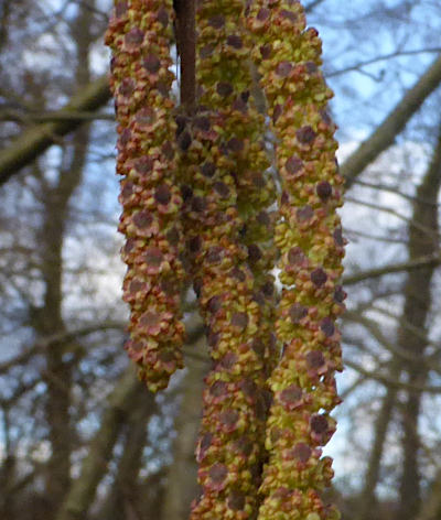 alnus glutinosa