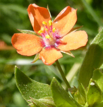 anagallis arvensis