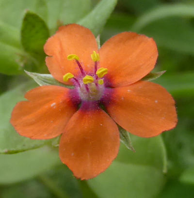 anagallis arvensis