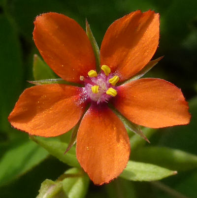 anagallis arvensis