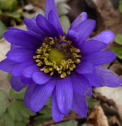 anemone blanda