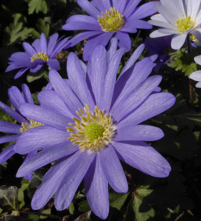 anemone blanda