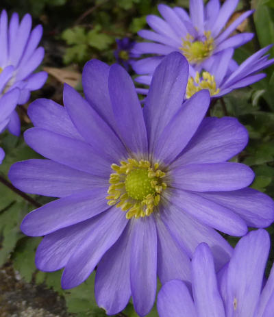 anemone blanda