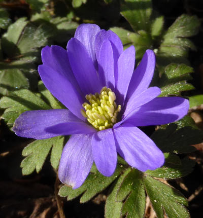 anemone blanda