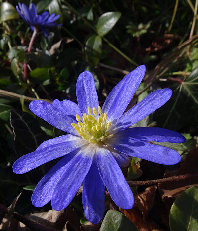 anemone blanda