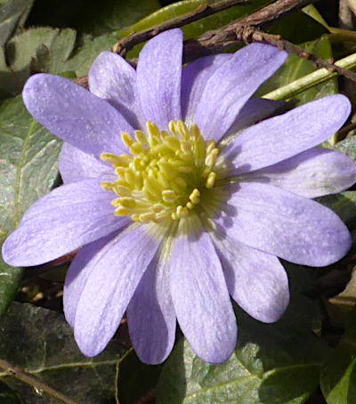 anemone blanda