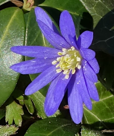 anemone blanda