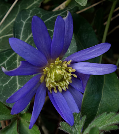 anemone blanda