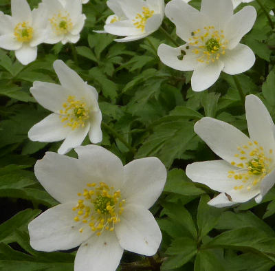 anemone nemorosa