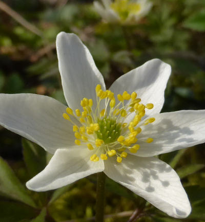 anemone nemorosa