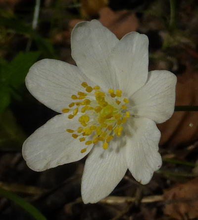 anemone nemorosa