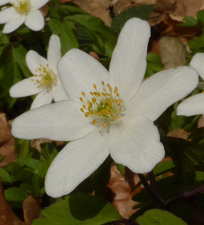 anemone nemorosa