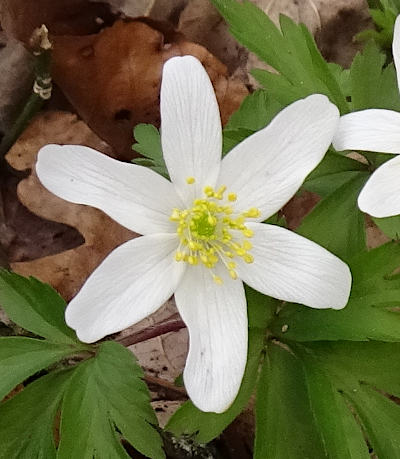 anemone nemorosa