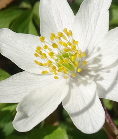 anemone nemorosa