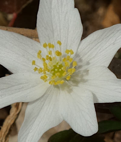 anemone nemorosa