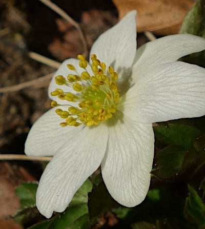 anemone nemorosa