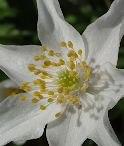 anemone nemorosa