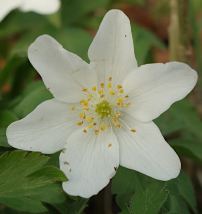 anemone nemorosa