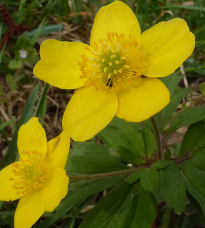 anemone ranunculoides