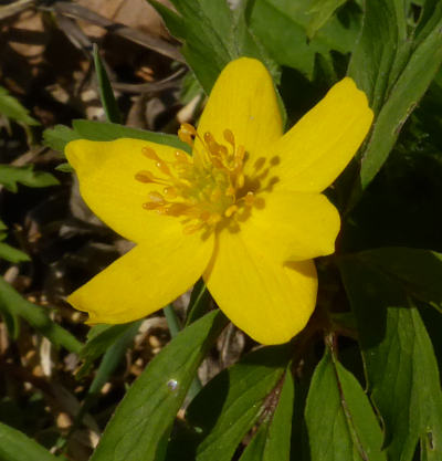 anemone ranunculoides