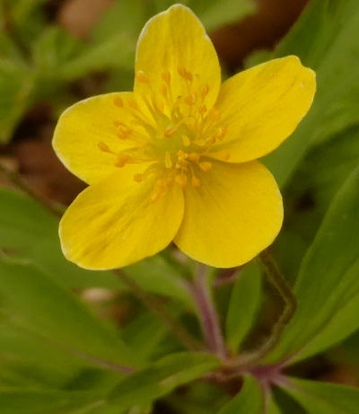 anemone ranunculoides