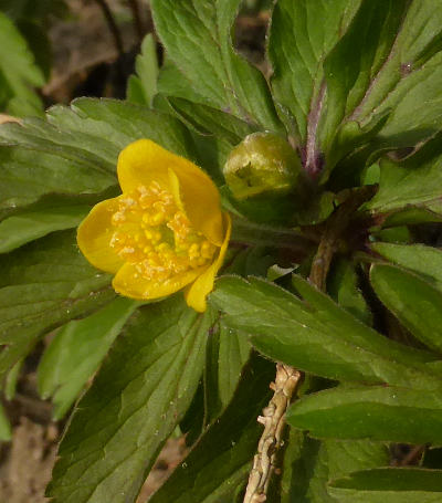 anemone ranunculoides