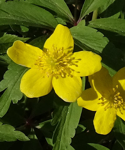 anemone ranunculoides