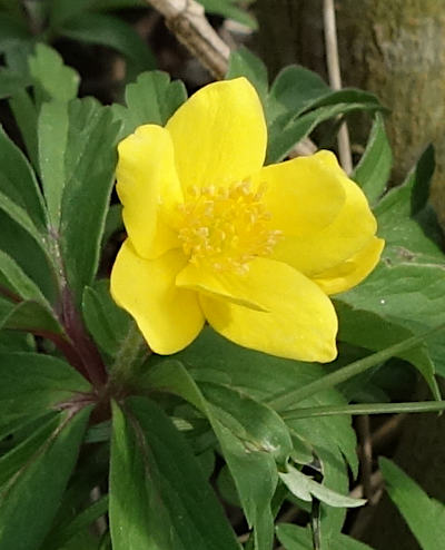 anemone ranunculoides