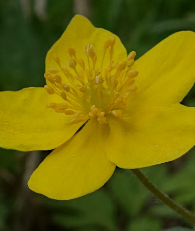 anemone ranunculoides