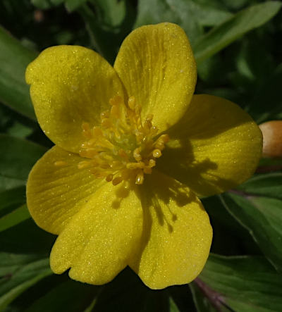 anemone ranunculoides