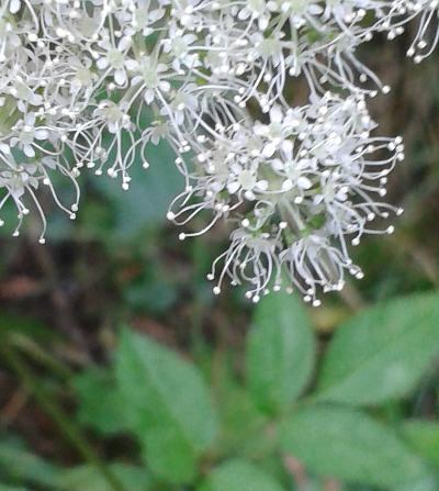 angelica sylvestris