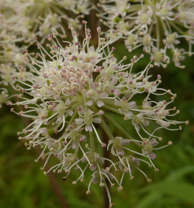 angelica sylvestris