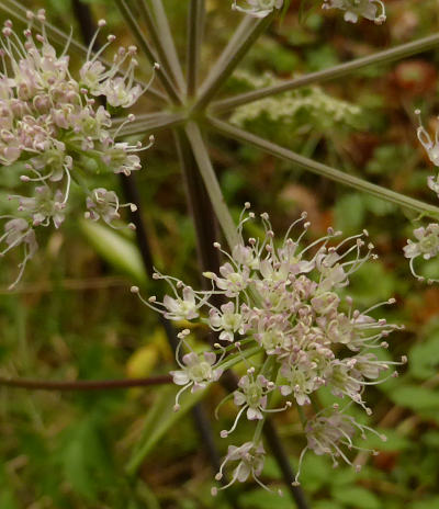 angelica sylvestris