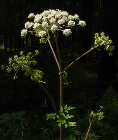 angelica sylvestris