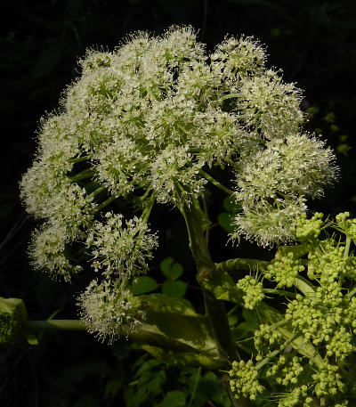 angelica sylvestris