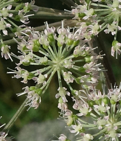 angelica sylvestris