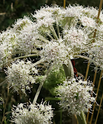 angelica sylvestris