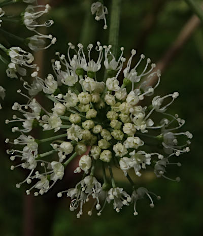 angelica sylvestris