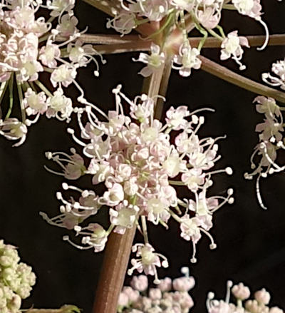 angelica sylvestris