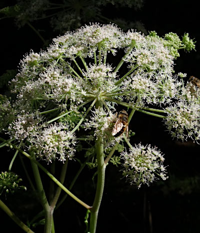 angelica sylvestris