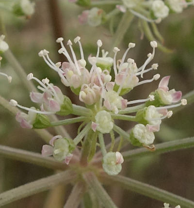 angelica sylvestris