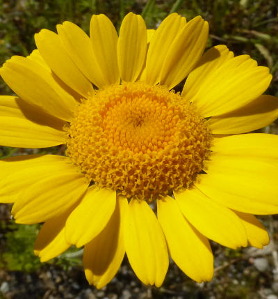 anthemis tinctoria