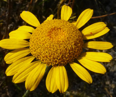 anthemis tinctoria