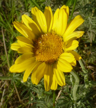 anthemis tinctoria