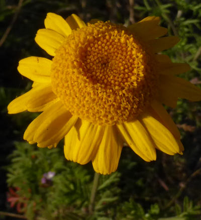 anthemis tinctoria