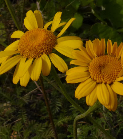 anthemis tinctoria