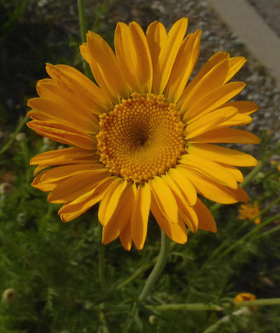 anthemis tinctoria