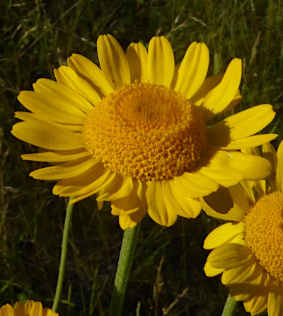 anthemis tinctoria