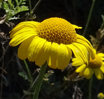 anthemis tinctoria