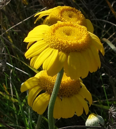 anthemis tinctoria